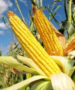 Yellow Corn GMO